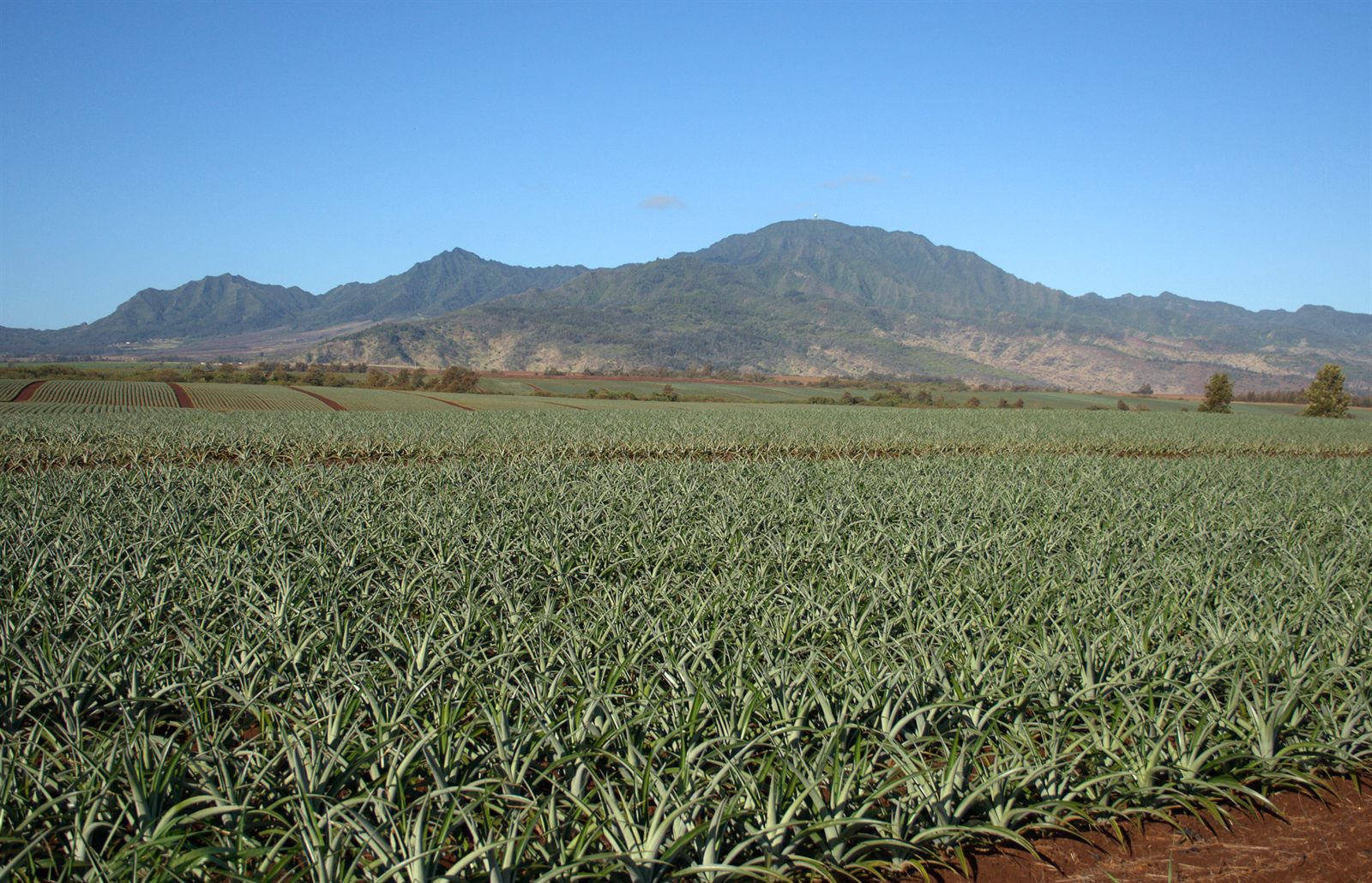 Rows of pineapple plants in a field below green mountains in Hawaii